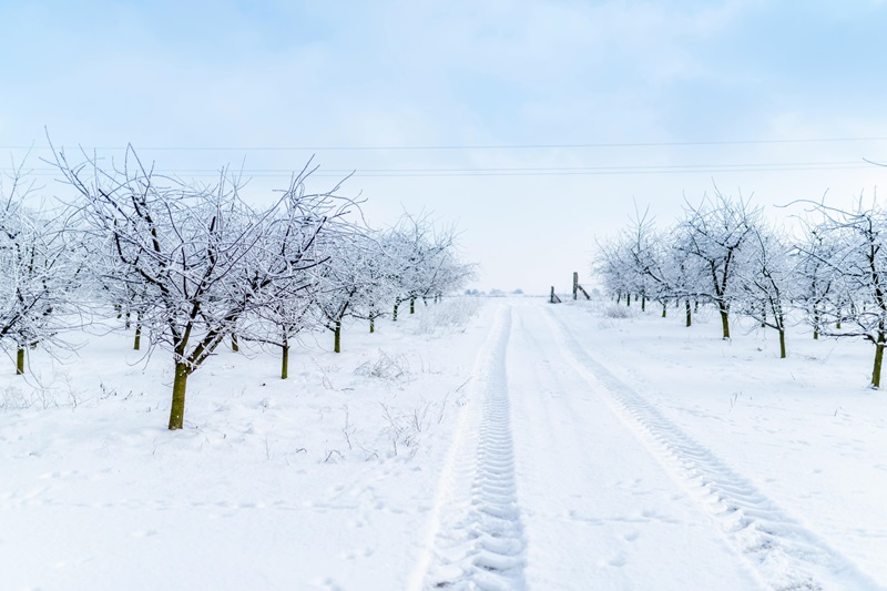 Traces on snowy road between trees in winter